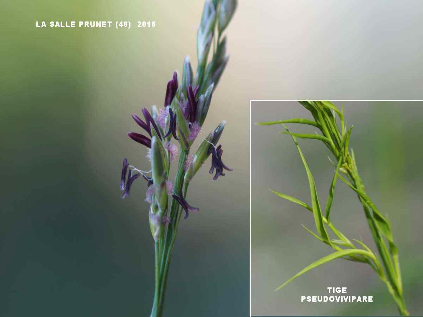 Moor Grass, Purple flower